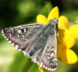 Pyrgus armoricanus ?